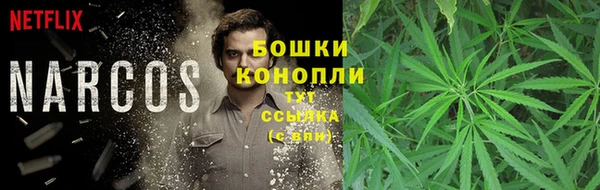 PSILOCYBIN Богданович